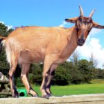 goat, animal, farm animal-1343270.jpg
