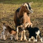 goats, kid, young goats-2052731.jpg